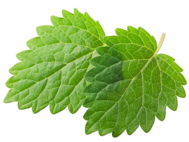 Limon merhemi ya da nane merhemi yaprakları (Meliisa officinalis) izole, üst görünüm
