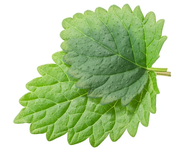 Lemon Balm Mint Balm Leaves Meliisa Officinalis — 스톡 사진