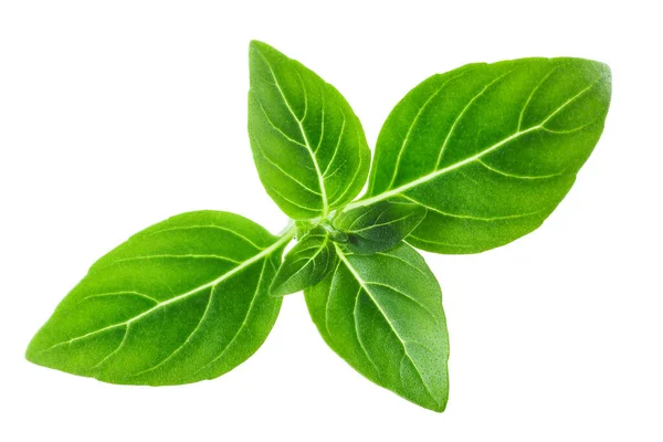 Grekisk Basilika Finbladig Ocimum Basilicum Toppar Isolerad — Stockfoto