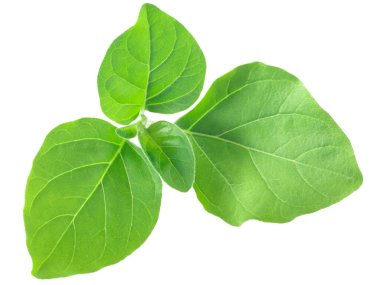 Ashwagandha 'nın genç yaprakları (Withania somnifera), izole edilmiş.