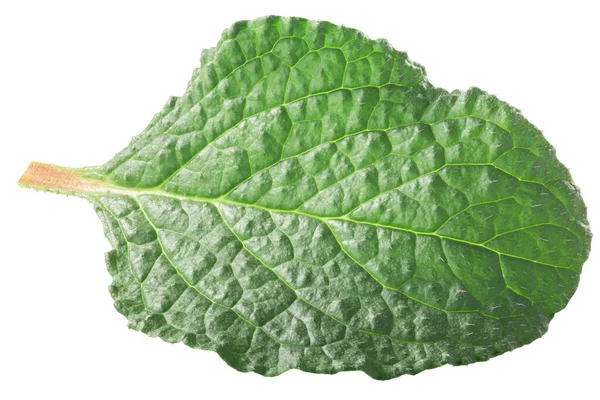 Jonge Bladeren Van Borage Borago Officinalis Een Eetbare Plant Geïsoleerd — Stockfoto