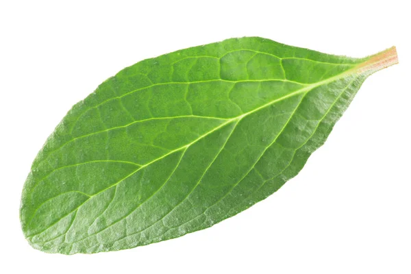 Junges Blatt Von Borretsch Borago Officinalis Einer Essbaren Pflanze Isoliert — Stockfoto