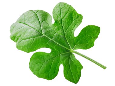 Genç karpuz yaprağı (Citrullus lanatus), izole edilmiş