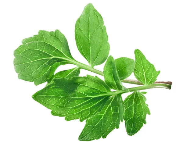 Daun Valerian Valeriana Officinalis Terisolasi — Stok Foto