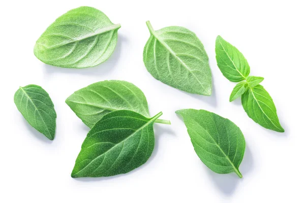 Greek Spicy Globe Basil Leaves Ocimum Basilicum Isolated Top View — Stock Photo, Image