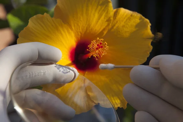 Pollen collection from a hibiscus flower — 스톡 사진