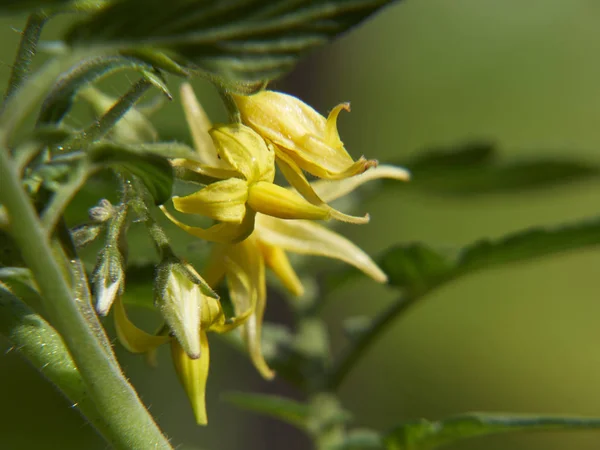 Bahçe Domates çiçekleri