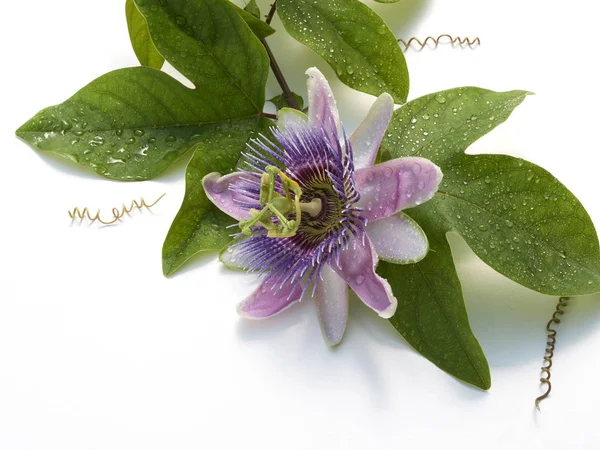 A passion flower on white