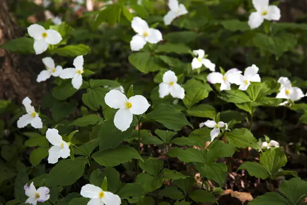 Trillium Çiçekleri