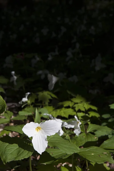 Kwiaty trillium — Zdjęcie stockowe