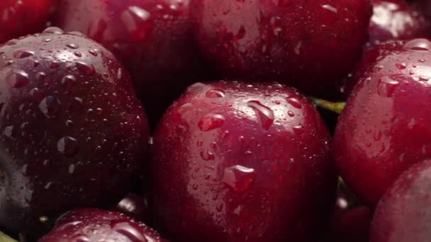 Freshly Washed Cherries Closeup Sunshine — Stok video