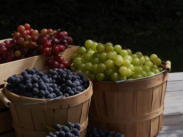A garden shot of red green and blue grapes outside in baskets in the sunshine with wines