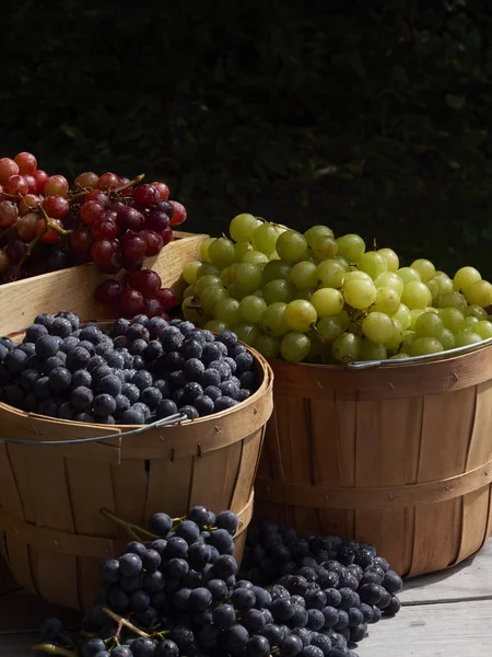A garden harvest shot of red green and blue grapes outside in baskets in the sunshine