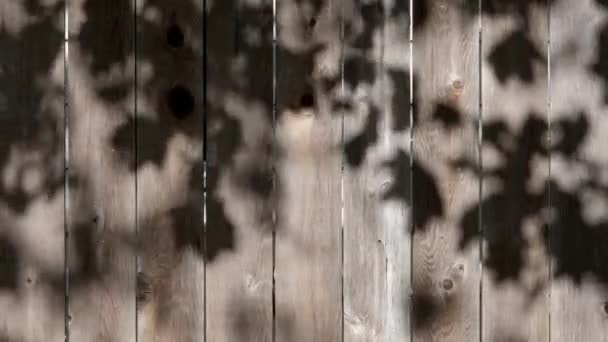 Ein Verwitterter Garten Zedernholz Zaun Hintergrund Mit Gefleckten Sonnenschein Schatten — Stockvideo