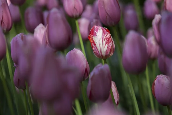 Flower_variegated tulip