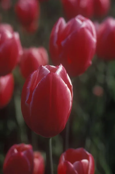 Spring tulips in a garden in the sunshine