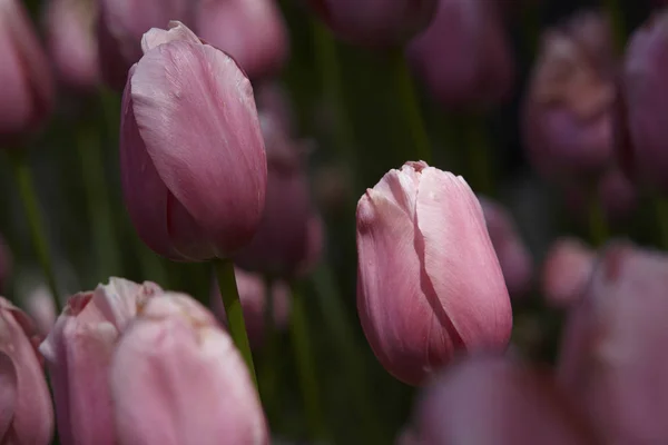 Spring tulips in a garden in the sunshine