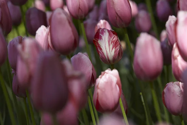 Spring tulips in a garden in the sunshine