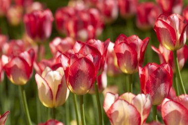 Spring tulips in a garden in the sunshine