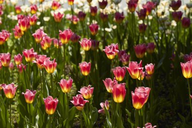 Spring tulips in a garden in the sunshine