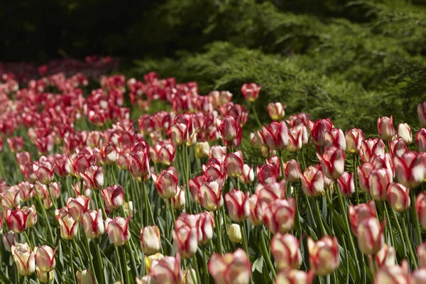 Spring tulips in a garden in the sunshine