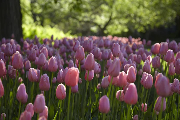 Spring tulips in a garden in the sunshine