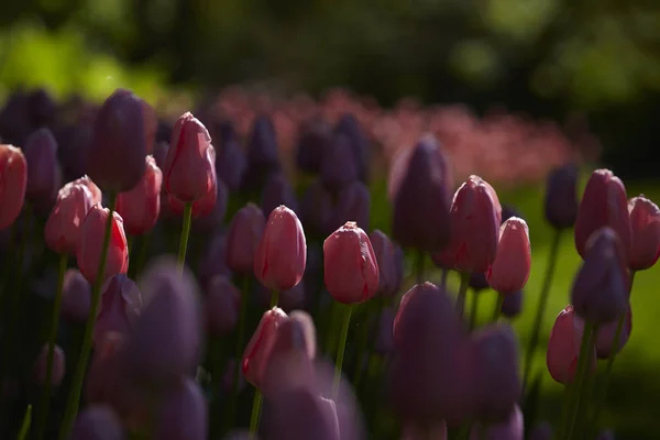 Spring tulips in a garden in the sunshine