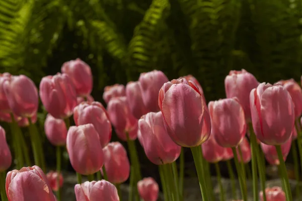 Spring tulips in a garden in the sunshine