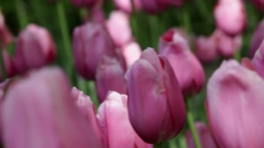 Spring tulips in a garden in the sunshine
