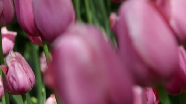 Lente Tulpen Een Tuin Zon — Stockvideo