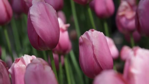 Lente Tulpen Een Tuin Zon — Stockvideo