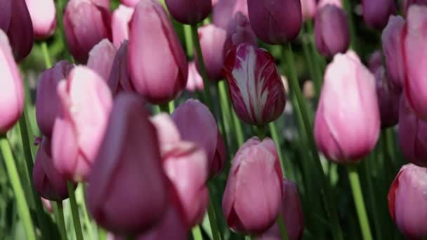 Tulipes Printanières Dans Jardin Soleil — Video