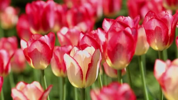 Tulipanes Primavera Jardín Bajo Sol — Vídeos de Stock