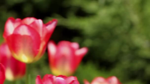 Lente Tulpen Een Tuin Zon — Stockvideo