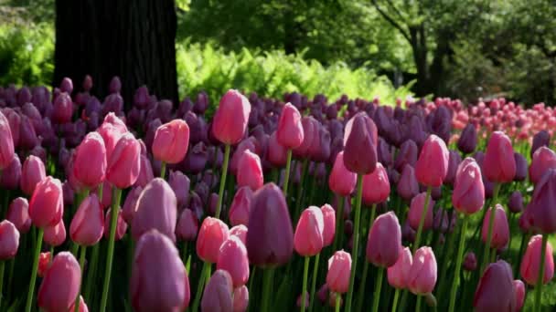 Tulipanes Primavera Jardín Bajo Sol — Vídeos de Stock