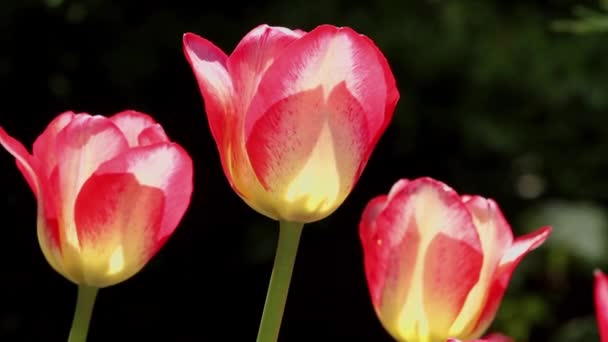 Lente Tulpen Een Tuin Zon — Stockvideo