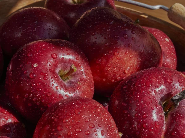 The fresh harvest of organic apples outdoors in dappled sunlight