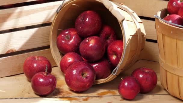 Fresh Harvest Organic Apples Outdoors Dappled Sunlight — Stock Video