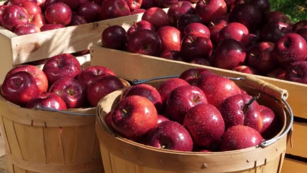 Fresh Harvest Organic Apples Outdoors Dappled Sunlight — Stockvideo