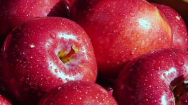 The fresh harvest of organic apples outdoors in dappled sunlight