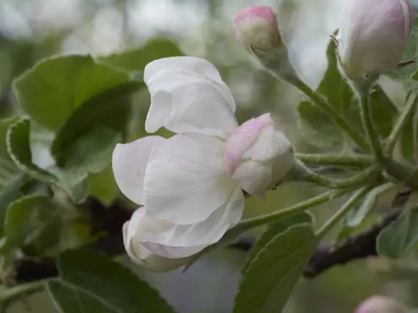 Apple blossoms in the spring sunshine