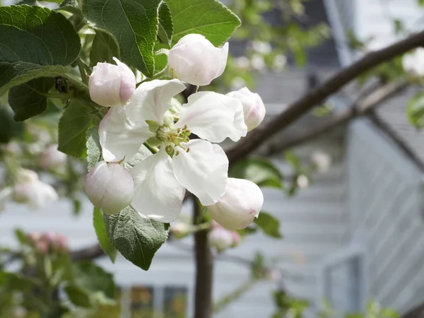 Apple blossoms in the spring sunshine