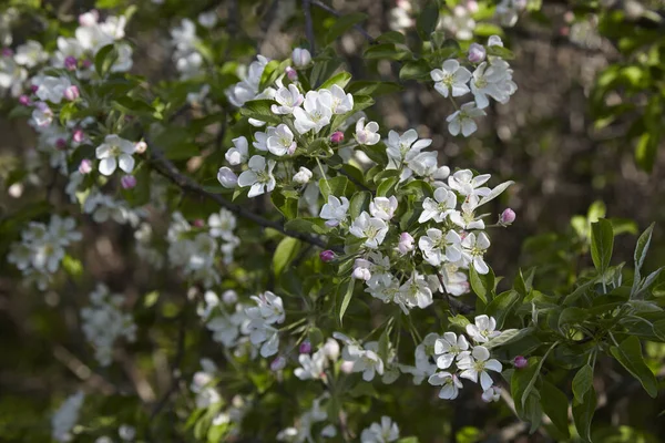 Apple blossoms in the spring sunshine