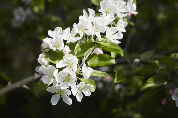 Pommes Fleurit Soleil Printemps — Photo