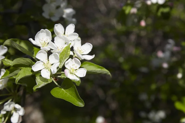 Pommes Fleurit Soleil Printemps — Photo