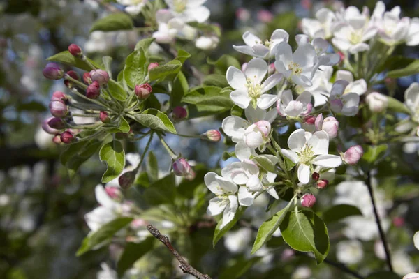 Apple blossoms in the spring sunshine