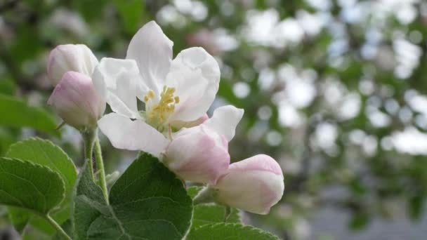 Άνθη Μήλων Στην Ανοιξιάτικη Λιακάδα — Αρχείο Βίντεο
