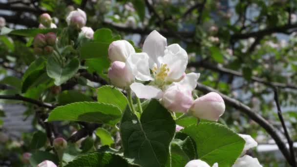 Jablečné Květy Jarním Slunci — Stock video