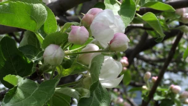 Manzana Florece Sol Primavera — Vídeos de Stock