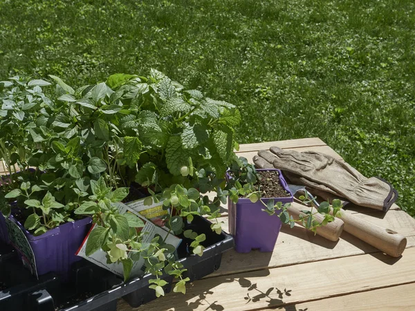 Herb seedlings and seed packets being readied to plant in the garden outside on a work table in the sunshine